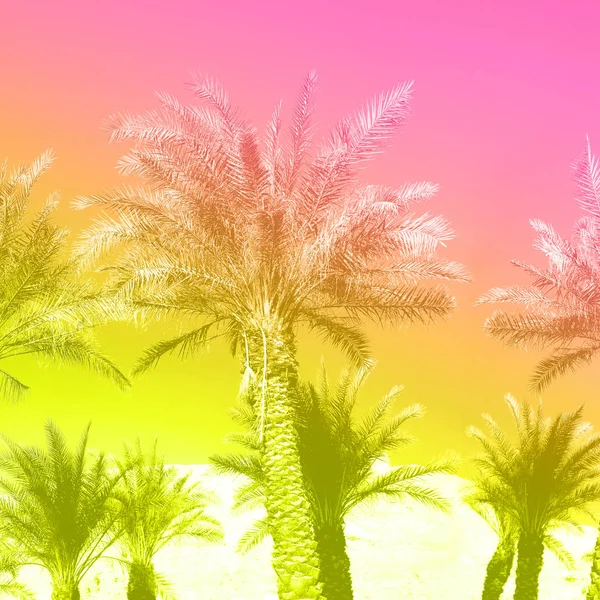 Palmeras tropicales sobre el moderno cielo rosa neón. Concepto de verano y viaje con gradiente de arco iris. Fondo de vacaciones. Hojas de palma y ramas textura con espacio de copia. Banner . — Foto de Stock