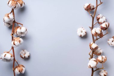 Fotokopi alanı olan gri arkaplanda pamuk dalı. Üst Manzara. Düz yatıyordu. Çiçek kompozisyonu. Sıcak kış ve organik yaşam tarzı konsepti. Pankart