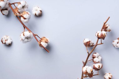 Fotokopi alanı olan gri arkaplanda pamuk dalı. Üst Manzara. Düz yatıyordu. Çiçek kompozisyonu. Sıcak kış ve organik yaşam tarzı konsepti. Pankart