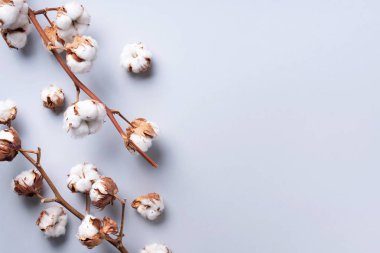 Fotokopi alanı olan gri arkaplanda pamuk dalı. Üst Manzara. Düz yatıyordu. Çiçek kompozisyonu. Sıcak kış ve organik yaşam tarzı konsepti. Pankart