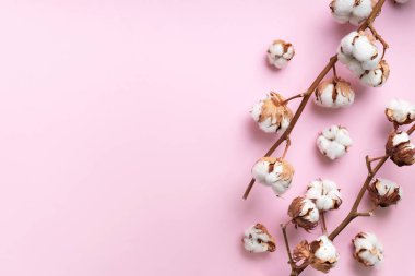 Pembe arka planda, kopyalama alanı olan pamuk çiçeği dalı. Üst Manzara. Düz yatıyordu. Çiçek kompozisyonu. Sıcak kış ve organik yaşam tarzı konsepti. Pankart