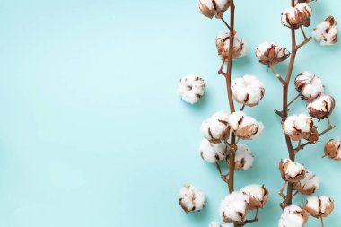 Mavi arka planda, kopyalama alanı olan pamuk çiçeği dalı. Üst Manzara. Düz yatıyordu. Çiçek kompozisyonu. Sıcak kış ve organik yaşam tarzı konsepti. Pankart