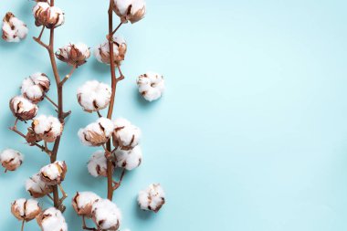 Mavi arka planda, kopyalama alanı olan pamuk çiçeği dalı. Üst Manzara. Düz yatıyordu. Çiçek kompozisyonu. Sıcak kış ve organik yaşam tarzı konsepti. Pankart