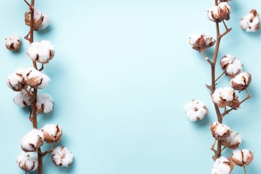 Mavi arka planda, kopyalama alanı olan pamuk çiçeği dalı. Üst Manzara. Düz yatıyordu. Çiçek kompozisyonu. Sıcak kış ve organik yaşam tarzı konsepti. Pankart