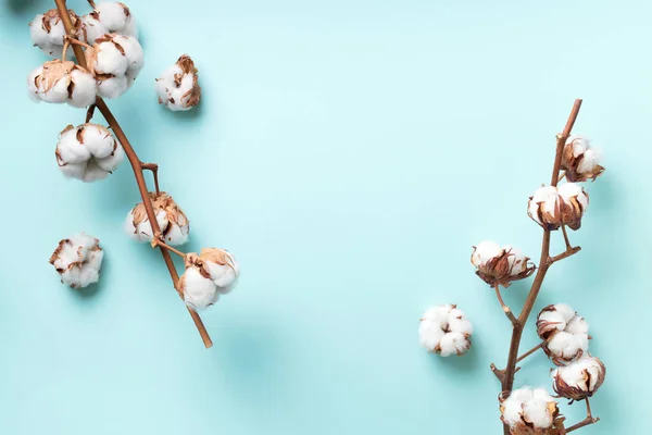 Cotton flower branch on blue background with copy space. Top view. Flat lay. Flowers composition. Cozy winter and organic lifestyle concept. Banner
