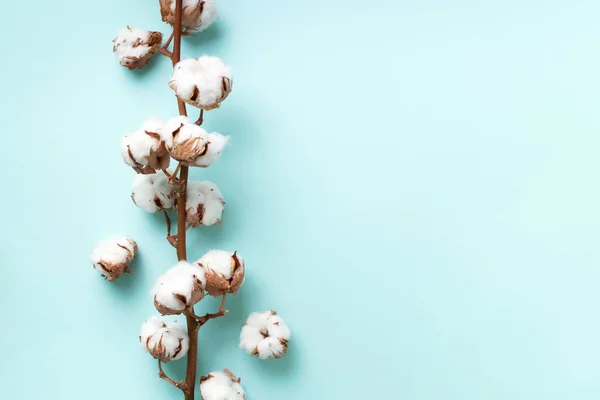 Cotton flower branch on blue background with copy space. Top view. Flat lay. Flowers composition. Cozy winter and organic lifestyle concept. Banner