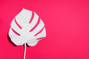 Beyaz boyalı canavar pembe arka planda tropikal bir yaprak. Yaz asgari kavramı.