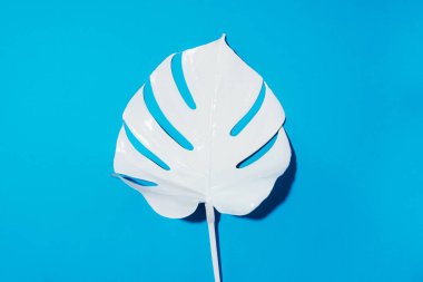 Mavi arka planda beyaz boyalı canavar tropikal yaprağı. Yaz asgari kavramı.