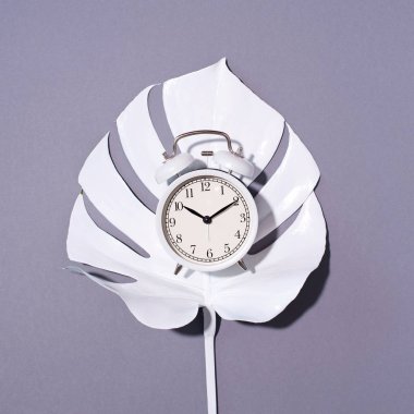 Beyaz alarmlı saat ve gri arkaplanda kopya alanı olan canavar yaprağı. Üst Manzara. Düz yatıyordu. Uyarı konsepti. Sabah rutini.