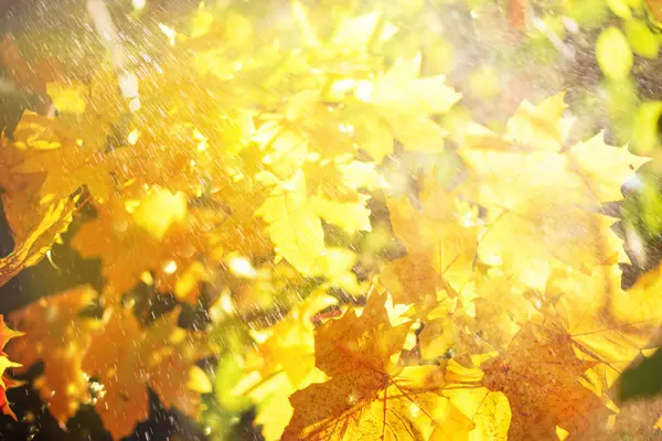 Laranja, amarelo bordo folhas fundo. Conceito de outono dourado. Dia ensolarado, tempo quente. Banner com bokeh luz — Fotografia de Stock