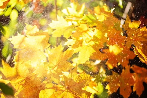 Herbstblätter auf sonnigem Hintergrund. Banner mit verschwommenem Hintergrund. Gemütliche Herbststimmung. Saison- und Wetterkonzept, leichtes Bokeh — Stockfoto