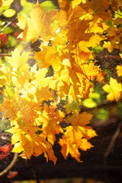 Narancs, sárga juhar hátteret hagy. Arany őszi koncepció. Napsütéses nap, meleg idő. Zászlós fény bokeh — Stock Fotó