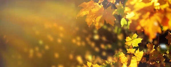 Narancs, sárga juhar hátteret hagy. Arany őszi koncepció. Napsütéses nap, meleg idő. Zászlós fénybokeh-val. Zászlós — Stock Fotó