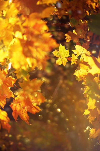 Őszi levelek napfényes háttérrel. Zászlós, homályos háttérrel. Kellemes őszi hangulat. Szezon és időjárás koncepció, könnyű bokeh — Stock Fotó