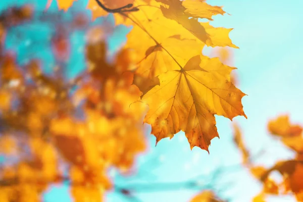 Arany őszi koncepció másolási hellyel. Napsütéses nap, meleg idő. Őszi sárga levelek kék ég háttér. — Stock Fotó
