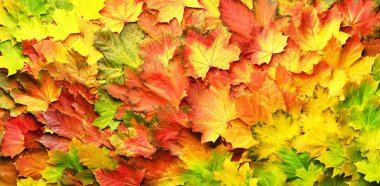 Kırmızı, turuncu, sarı ve yeşil akçaağaç yaprakları arka planda. Altın sonbahar konsepti. Güneşli bir gün, sıcak bir hava. Üst Manzara. Işık saçan pankart