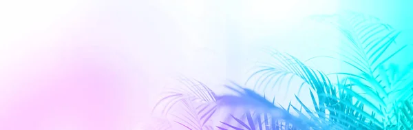 Conceito de viagem de verão. Sombra de folhas de palma exóticas, cores de néon na moda. Fundo gradiente arco-íris com espaço de cópia. Banner — Fotografia de Stock