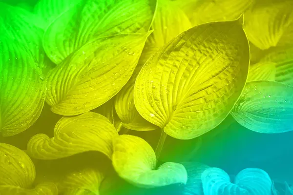 Természet koncepció. Első látásra. Zöld levelek textúra divatos neon színek. Szivárvány gradiens háttér másolási hellyel. Trópusi levélszerkezet. — Stock Fotó