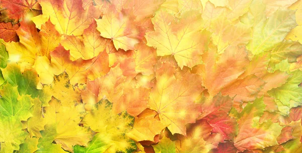Rot, orange, gelb und grün Ahornblätter Hintergrund. Goldener Herbst. Sonnentag, warmes Wetter. Ansicht von oben. Banner mit leichtem Bokeh — Stockfoto