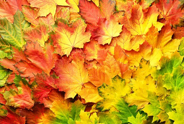 Bunte Herbstblätter Hintergrund mit Kopierraum. Gemütliche Herbststimmung. Saison- und Wetterkonzept, leichtes Bokeh — Stockfoto