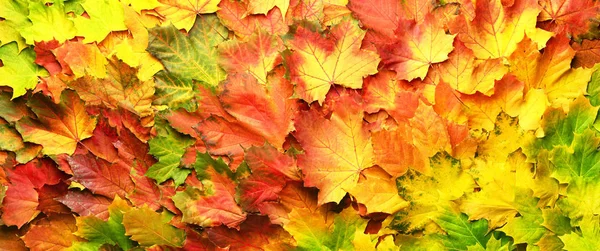 Rot, orange, gelb und grün Ahornblätter Hintergrund. Goldener Herbst. Sonnentag, warmes Wetter. Ansicht von oben. Banner mit leichtem Bokeh — Stockfoto