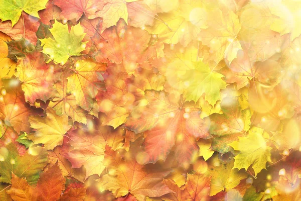 Colorful autumn leaves background with copy space. Cozy fall mood. Season and weather concept, light bokeh — Stock Photo, Image