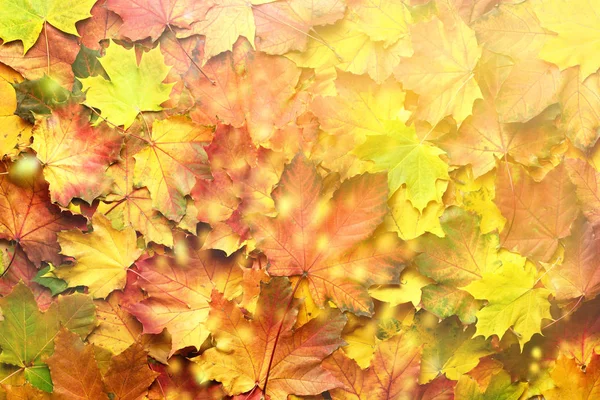 Rot, orange, gelb und grün Ahornblätter Hintergrund. Goldener Herbst. Sonnentag, warmes Wetter. Ansicht von oben. Banner — Stockfoto