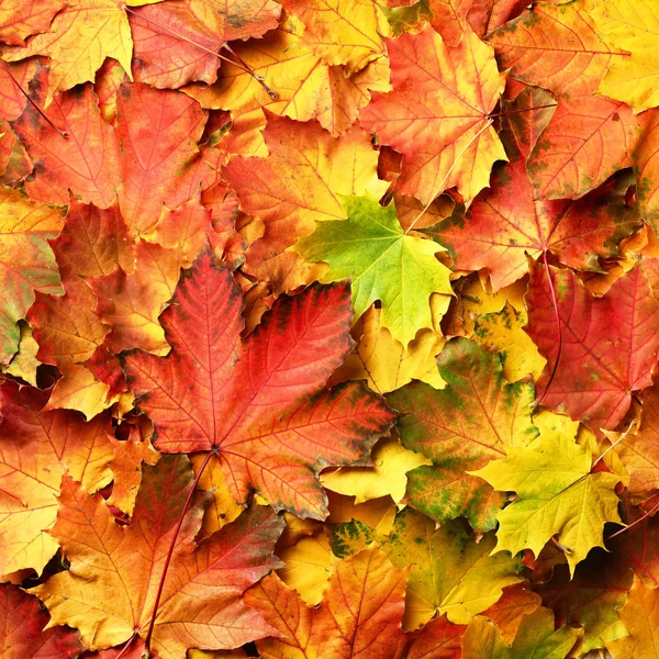 Red, orange, yellow and green maple leaves background. Golden autumn concept. Sunny day, warm weather. Top view. Banner with light bokeh — Stock Photo, Image