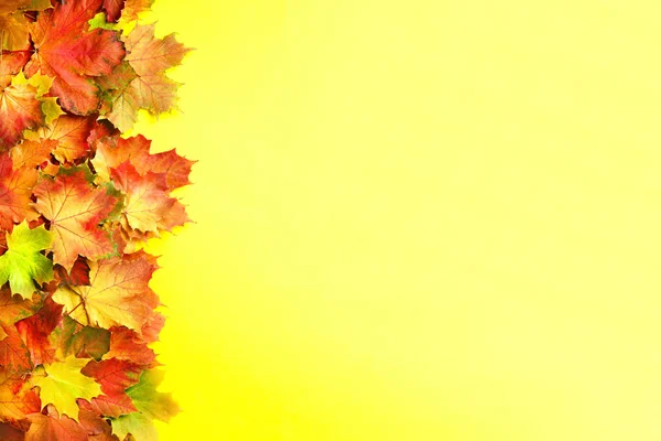 Zlatý podzimní koncept. Slunečný den, teplé počasí. Červené, oranžové a zelené javorové listy na žlutém pozadí. Horní pohled. Nápis — Stock fotografie
