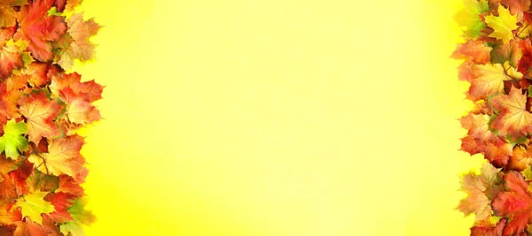 Concepto de otoño dorado. Día soleado, clima cálido. Hojas de arce rojo, naranja y verde sobre fondo amarillo. Vista superior. Banner . —  Fotos de Stock