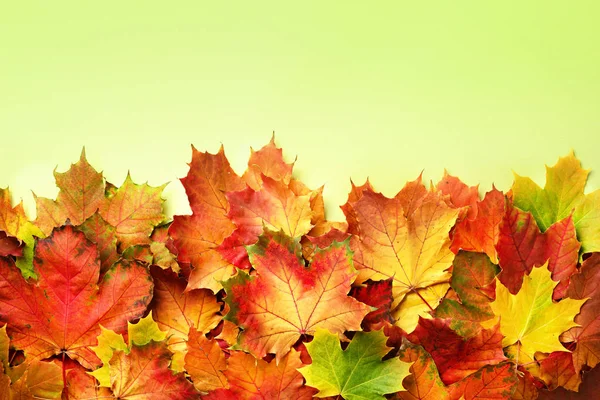 Idea autunnale dorata. Giorno soleggiato, clima caldo. Fondo rosso, arancio, giallo e verde di foglie d'acero. Vista dall'alto. Bandiera — Foto Stock