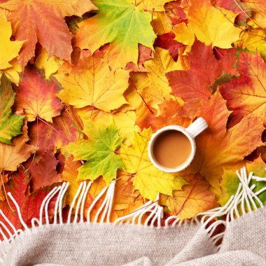 Bir fincan ılık içecek, renkli sonbahar akçaağaç yapraklarının üzerine bej ekose. Sonbahar konsepti. Hygge ve rahat bir ruh hali. Kare mahsul.