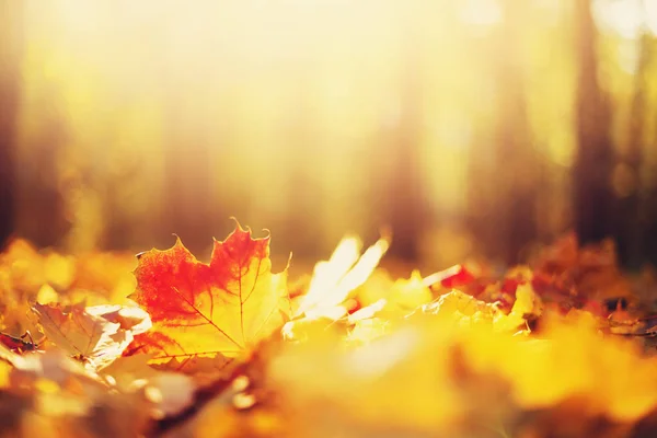 Folhas de bordo de outono em luzes solares, bokeh ensolarado. Bela natureza fundo com terreno florestal. Banner. Conceito de época de outono. Cartão de outono dourado — Fotografia de Stock