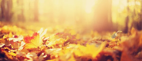 Az ősz hátteret hagy. Sárga juharfalevél elmosódott textúrán, fénymásoló felülettel. Az őszi szezon fogalma. Arany őszi kártya — Stock Fotó