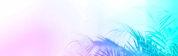 Concepto de viaje de verano. Sombra de hojas de palma exóticas, colores neón de moda. Fondo de gradiente de arco iris con espacio de copia. Banner — Foto de Stock