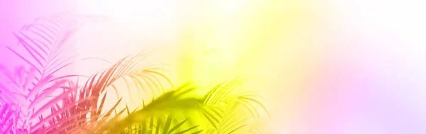 Concetto di viaggio estivo. Ombra di foglie di palma esotiche, colori neon alla moda. Sfondo gradiente arcobaleno con spazio di copia. Bandiera — Foto Stock