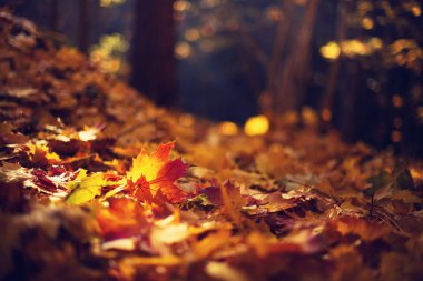 Sonbahar yaprakları arka plan. Sarı akçaağaç yaprağı, fotokopi alanı ile bulanık dokunun üzerine. Sonbahar mevsimi kavramı. Altın sonbahar kartı