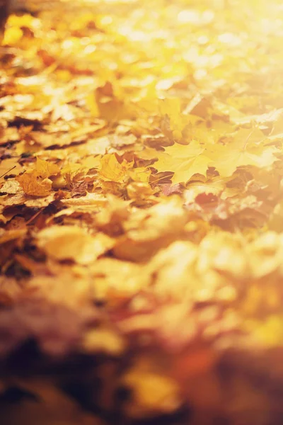 Outono deixa fundo. Folha de bordo amarela sobre textura turva com espaço de cópia. Conceito de época de outono. Cartão de outono dourado — Fotografia de Stock