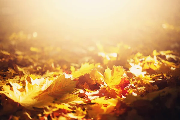 Outono deixa fundo. Folha de bordo amarela sobre textura turva com espaço de cópia. Conceito de época de outono. Cartão de outono dourado — Fotografia de Stock
