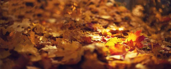 Herbst-Ahornblätter im Sonnenlicht, sonniges Bokeh. schöne Naturkulisse mit Waldboden. Banner. Konzept der Herbstsaison. Goldener Herbst — Stockfoto