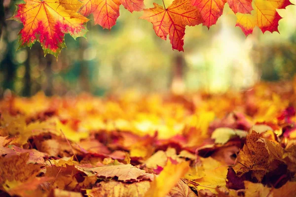 Folhas de bordo de outono em luzes solares, bokeh ensolarado. Bela natureza fundo com terreno florestal. Banner. Conceito de época de outono. Cartão de outono dourado — Fotografia de Stock