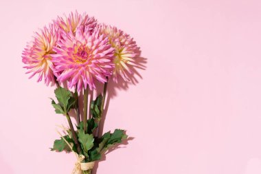 Pembe arka planda Dahlia 'nın barbar çiçekleri. Uzayı kopyala Üst Manzara. Düz yatıyordu. Çiçek tasarımı. Romantik randevu ya da düğün kartı için pastel yaz çiçeği. Çiçekçi kavramı
