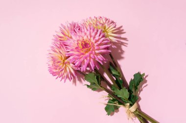 Pembe arka planda Dahlia 'nın barbar çiçekleri. Uzayı kopyala Üst Manzara. Düz yatıyordu. Çiçek tasarımı. Romantik randevu ya da düğün kartı için pastel yaz çiçeği. Çiçekçi kavramı