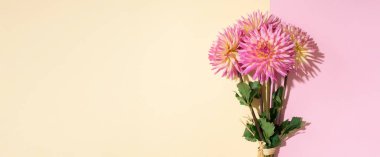 Pembe ve sarı arka planda Dahlia 'nın barbar çiçekleri. Uzayı kopyala Üst Manzara. Düz yatıyordu. Çiçek tasarımı. Pankart. Romantik randevu ya da düğün kartı için pastel yaz çiçeği. Çiçekçi kavramı
