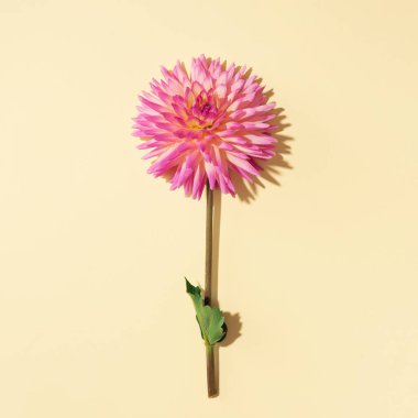 Pastel sarı arka planda pembe yıldız çiçeği. Üst Manzara. Düz yatıyordu. Uzayı kopyala Yaratıcı minimalizm hala hayat. Çiçek tasarımı.