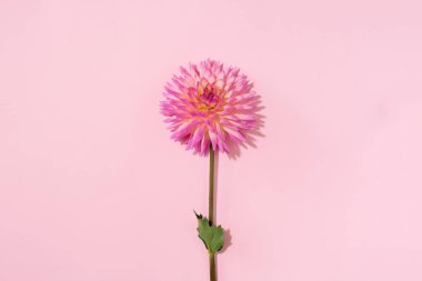 Pastel arka planda pembe yıldız çiçeği. Üst Manzara. Düz yatıyordu. Uzayı kopyala Yaratıcı minimalizm hala hayat. Çiçek tasarımı.