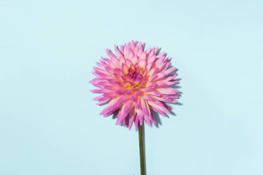 Pastel mavi arka planda pembe yıldız çiçeği. Üst Manzara. Düz yatıyordu. Uzayı kopyala Yaratıcı minimalizm hala hayat. Çiçek tasarımı.