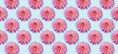 Pastel mavi arka planda pembe çiçeklerden oluşan çiçek deseni. Şenlikli bahar ve yaz arkaplanı. Düz yerde, üst tarafta. Yıldız çiçekleri deseni. Çiçek dokusu. Pankart