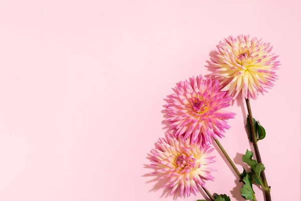 Feestelijke bloem boeket over pastel roze achtergrond, kopieer ruimte. Bovenaanzicht. Creatieve wenskaart met gele en roze dahlia bloemen — Stockfoto