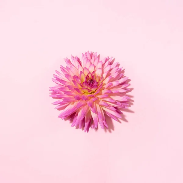 Roze dahlia bloem op pastelachtergrond. Bovenaanzicht. Plat gelegd. Begrepen, ruimte. Creatief minimalisme stilleven. Bloemen ontwerp. — Stockfoto